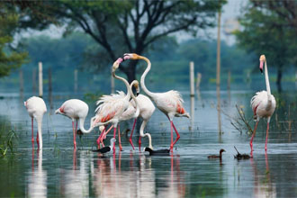 Keoladeo National Park